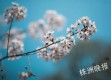 上周天气回顾，晴雨交替，春意渐浓