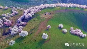伊犁霍城县天气预报15天查询(伊犁霍城县天气预报15天查询结果) 伊犁霍城县天气预报15天查询(伊犁霍城县天气预报15天查询结果)