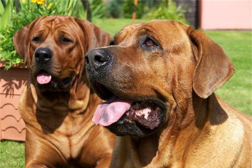 世界十大战斗力强的犬种，力量、忠诚与野性的完美结合