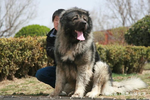 世界十大战斗力强的犬种，力量、忠诚与野性的完美结合