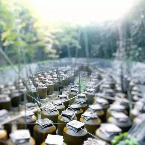 寻乌天气预报，气候特征与实用生活指南