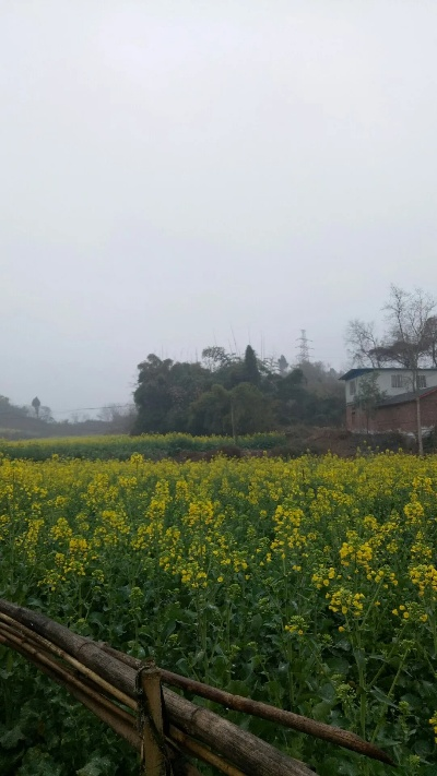 仁寿天气预报，晴雨之间，感受小城温度